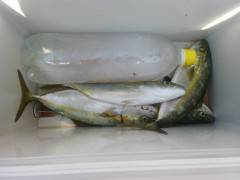 沖の北、ルアーで青物が好調です