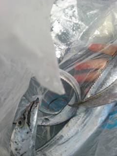 ワインドでタチウオGET！岸和田沖の北にて…