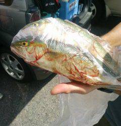 沖の北、ルアーで青物が好調です