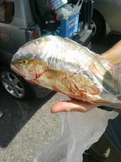 沖の北、ルアーで青物が好調です