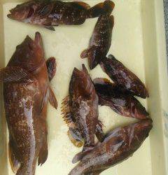 沖の北でアコウ釣れています！エサはしらさエビを使用