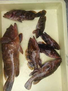 沖の北でアコウ釣れています！エサはしらさエ…