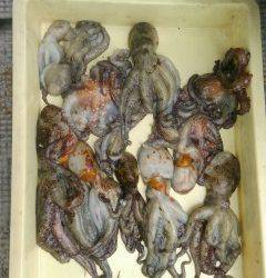 岸和田、旧の一文字でのタコ釣果