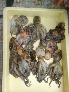 岸和田、旧の一文字でのタコ釣果