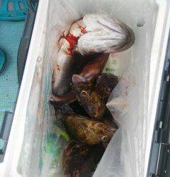 旧の赤灯台　ウキ釣りでスズキ72cm！　