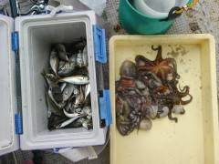 沖の北でのサビキアジ釣果