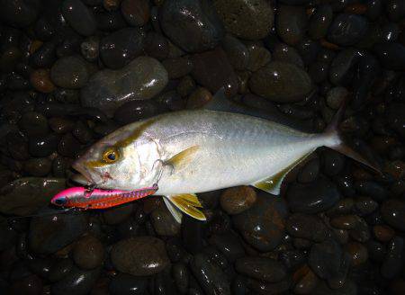 煙樹ヶ浜　ショアジギングでシオがヒット☆