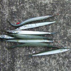 さすが「サヨリのメッカ」南芦屋浜ワームでサ…