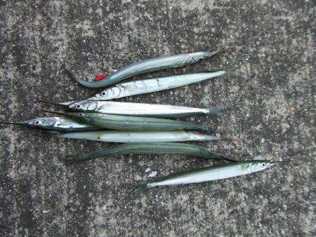 さすが「サヨリのメッカ」南芦屋浜ワームでサ…