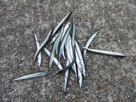 南芦屋浜　飛ばしウキ＋サヨリ仕掛け＋ワーム…