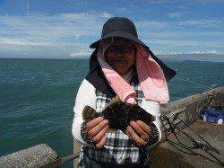 北港魚つり公園　グッドサイズのカワハギ釣れてます♪