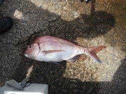 台風被害復旧後の和歌山北港魚つり公園で良型マダイ