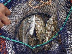 和歌山北港魚つり公園　チヌと良型アイゴの釣果
