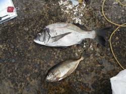 和歌山北港魚つり公園にてチヌ・アイゴ・アジ…