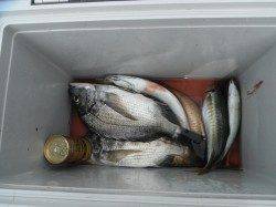 和歌山北港魚つり公園にてチヌ・アイゴ・アジ