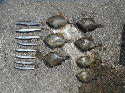 北港釣り公園　アイゴ・カマス・カワハギの釣果