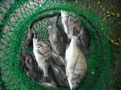 北港魚つり公園　チヌ・キビレ・グレの釣果