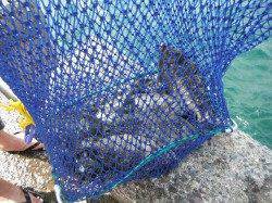 サビキでアイゴ・グレ・シマイサギ　和歌山北港魚つり公園