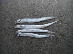 和歌山北港魚つり公園でのタチウオ釣果