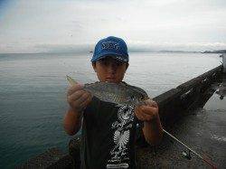 和歌山北港魚つり公園　グレ・アイゴ・アジの釣果