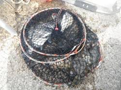 紀州釣りでチヌ・グレ・アイゴ・カワハギ　和…