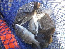 北港魚つり公園　チヌにサンバソウ、いい感じ…