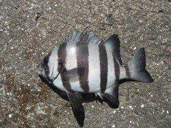 北港魚つり公園　チヌにサンバソウ、いい感じ