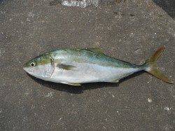 和歌山北港魚つり公園　マダイ40cm　ハマチ54cm