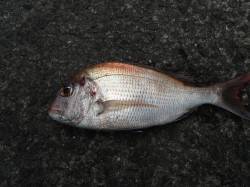 和歌山北港魚つり公園　マダイ40cm　ハマ…