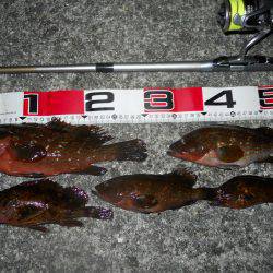 貝塚人工島へ夜のエビ撒き釣りに　アコウとガ…