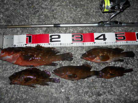 貝塚人工島へ夜のエビ撒き釣りに　アコウとガ…