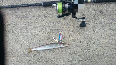 昼過ぎから炬口へ　ルアーでカマスが入れ食い…