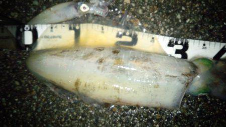 大蔵海岸エギング　アオリイカ胴長33㌢・重…