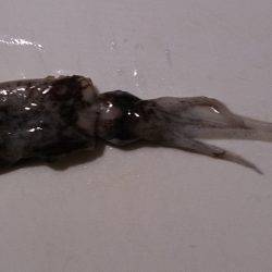 早瀬　明け方のエギングでアオリイカの新子