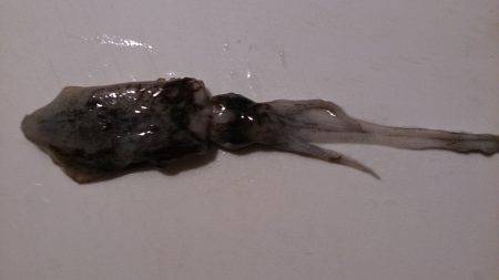 早瀬　明け方のエギングでアオリイカの新子