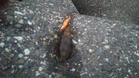 佐野漁港　エギングでアオリイカの新子調査は…