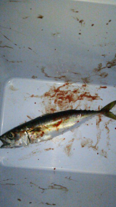 大阪南港　ワインドでタチウオ狙いもまさかの…