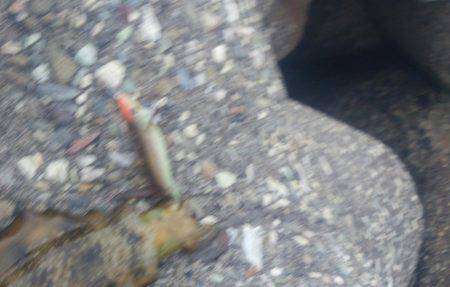 泉佐野で新子と勝負　コロッケサイズのアオリ…