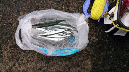 貝塚　夏サヨリ狙いもエンピツサイズが中心