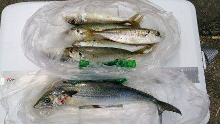 武庫川一文字　ジグでサゴシ、サビキの遠投で…