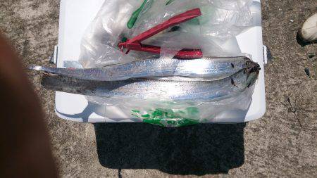 武庫川一文字　朝一ワインドでタチウオ　ほか…