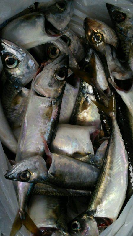 武庫川一文字でのサバ釣果〜ショアジギングで…