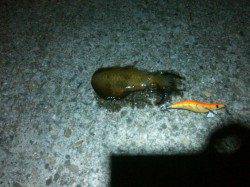 垂水漁港でエギング　1投目からHITあり♫