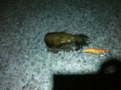 垂水漁港でエギング　1投目からHITあり♫…