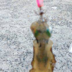 野田でアジング　カマスに豆アジ　エギでは赤ちゃんアオリも