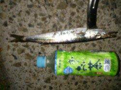 野田でアジング　カマスに豆アジ　エギでは赤ちゃんアオリも