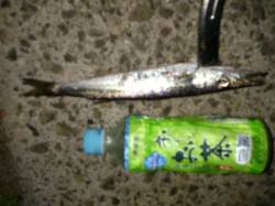 野田でアジング　カマスに豆アジ　エギでは赤…