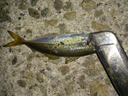 アジングは奥が深い・・・岩屋のアジングで豆…