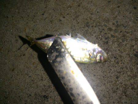 大和島周辺　アジング釣行でマイワシの21c…