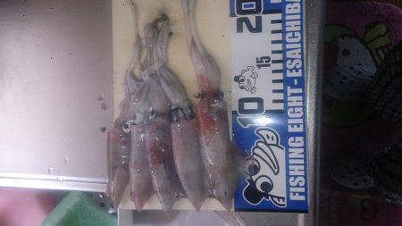 舞子エギング調査　ケンサキイカが5杯